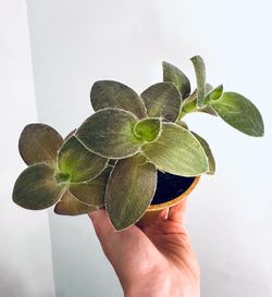 Pale puma tradescantia in 3.5 inch pot