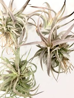 Airplants!!!!