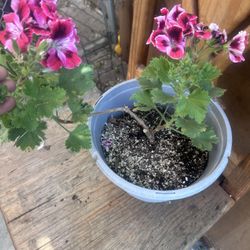 Vendo Estás Plantas 