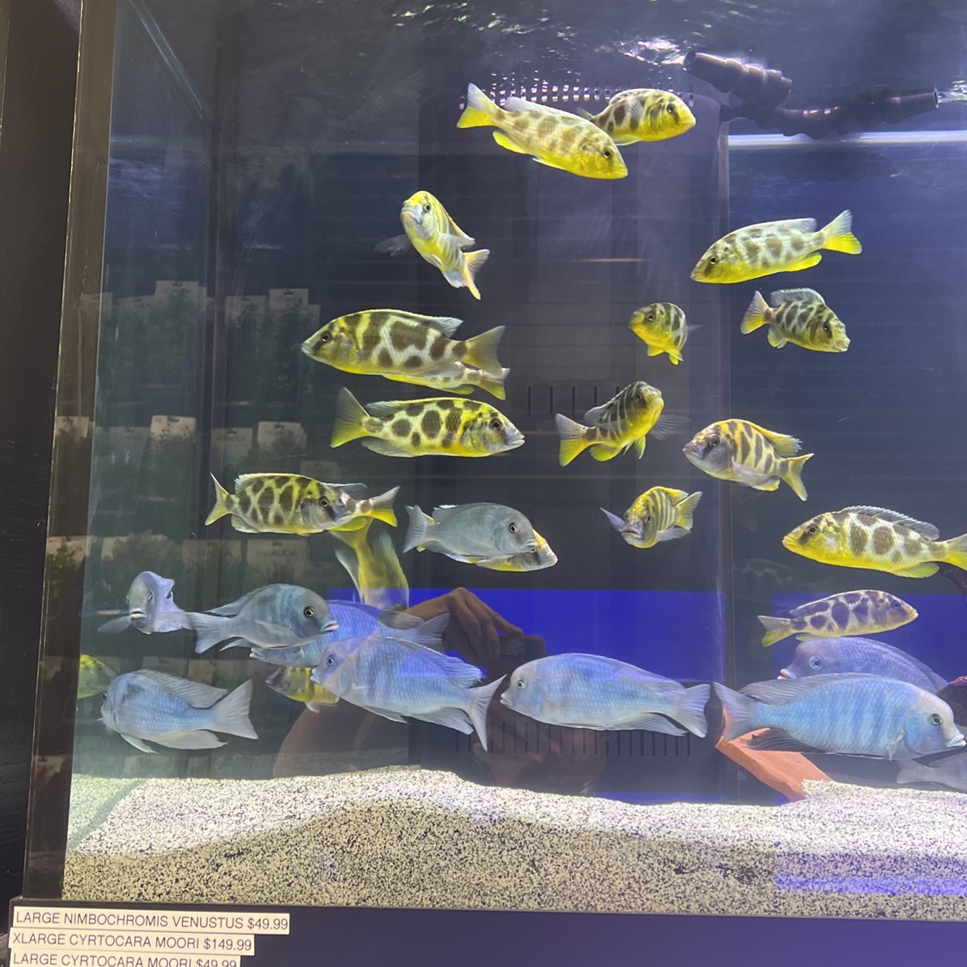 Tropical Fish For Sale