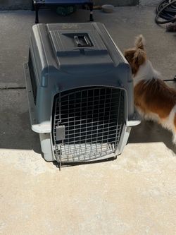 Kennel