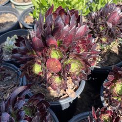 Purple Succulent