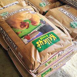 Lay Crumble Chicken Feed