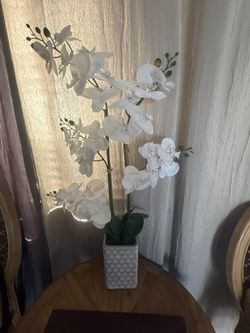 Big Tall Orchid Plan for Decor Very F