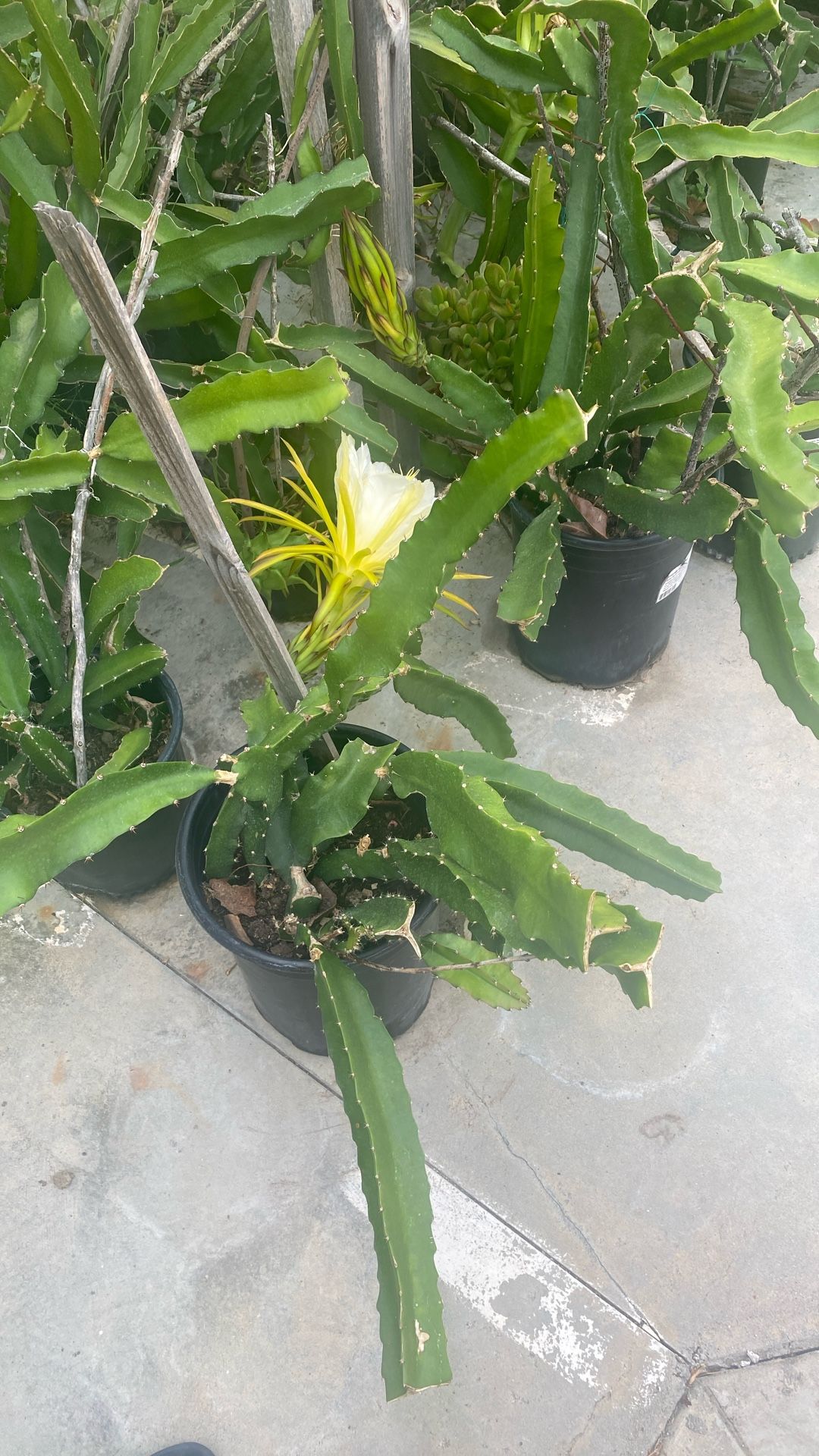 Red Dragon Fruit