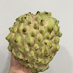 AP2 African Pride 2 Atemoya AKA Australian Cherimoya Fruit Tree