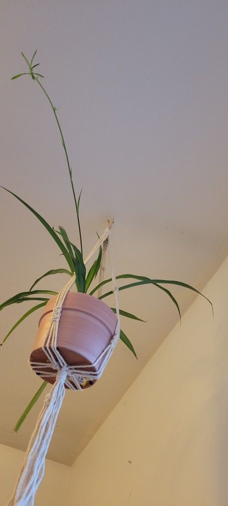 Spider Plant With Pot Amd Hanger 