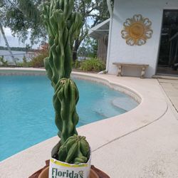 19" Monstrose Peruvian Apple Cactus Rooted In Pot $55 -Ship $10