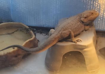 3-Year-Old Male Bearded Dragon + Complete Setup