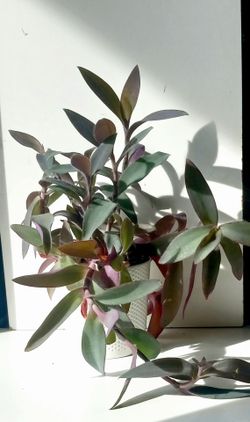 Lush Trailing Tradescantia Purple Queen Plant/ Indoor Plant/ House Plant Flower Patio Garden
