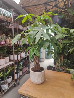 Money Tree