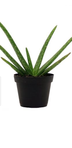 Aloe vera Healthy and best air purifying house plant in the new pot