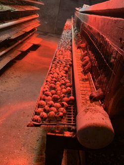 Quails Eggs For Sale 100 eggs For $30