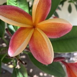 corte de plumeria NOID AUSTIN
