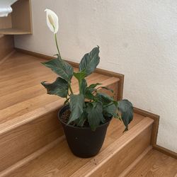 House plant peace lily
