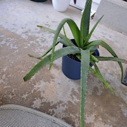 Aloe Vera Plant 