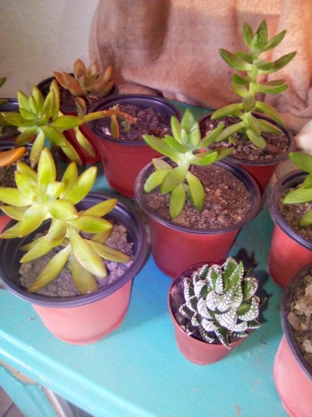 Plants Succulents 