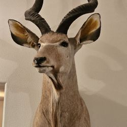 Kudu Head Mount 