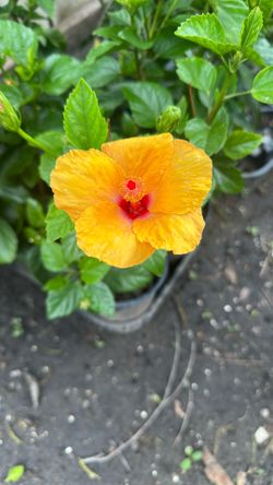 Hibiscus/tulipanes 12$