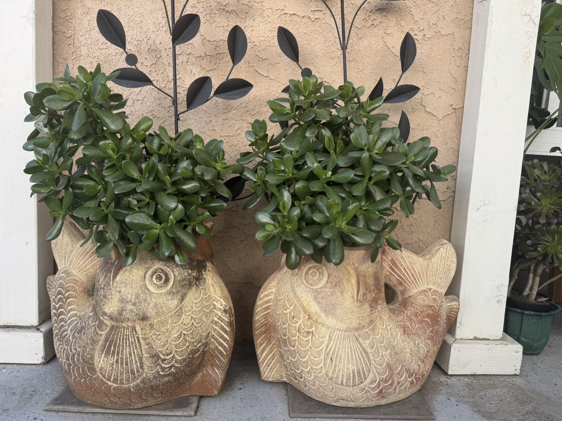 Jade Plant With Fish Pots