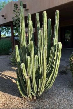 Pitaya Cactus Cuttings - Stenocereus griseus