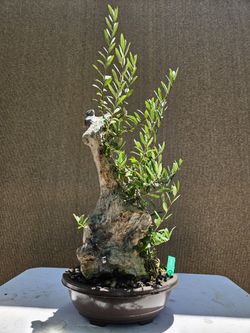 Old European Olive Bonsai Tree