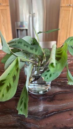 Planta