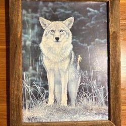 Coyote picture framed (No glass) 26" T 20" W