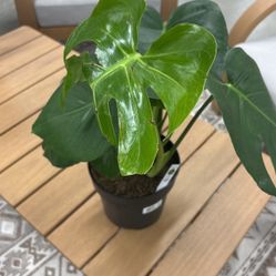 Monstera Plant In 8 Inch Pot 
