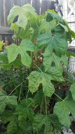 Planta de yerba chaya medicinal para diabetes ???