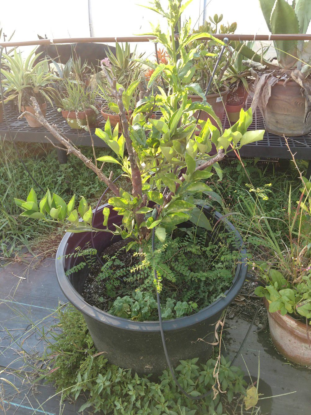 Plants Free citrus trees