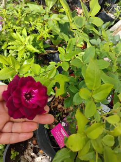 Burgundy iceberg roses plant