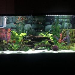 75 Gallon Fish Tank With Stand, Canister Filter, Air Pump And Accessories 