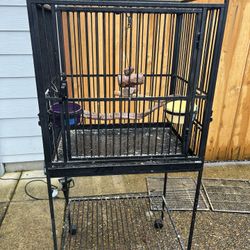 Bird Cage