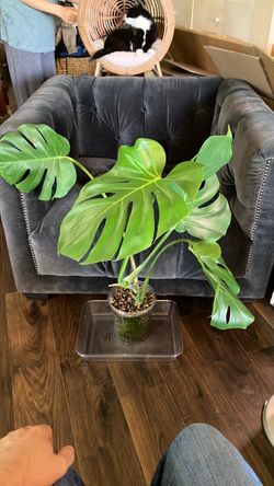 Monstera Deliciosa Live Plant