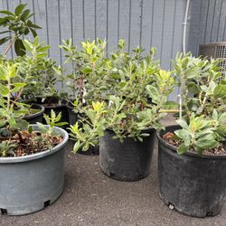 Incredible Rare MANZANITA plants —