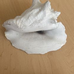 Conch Shell