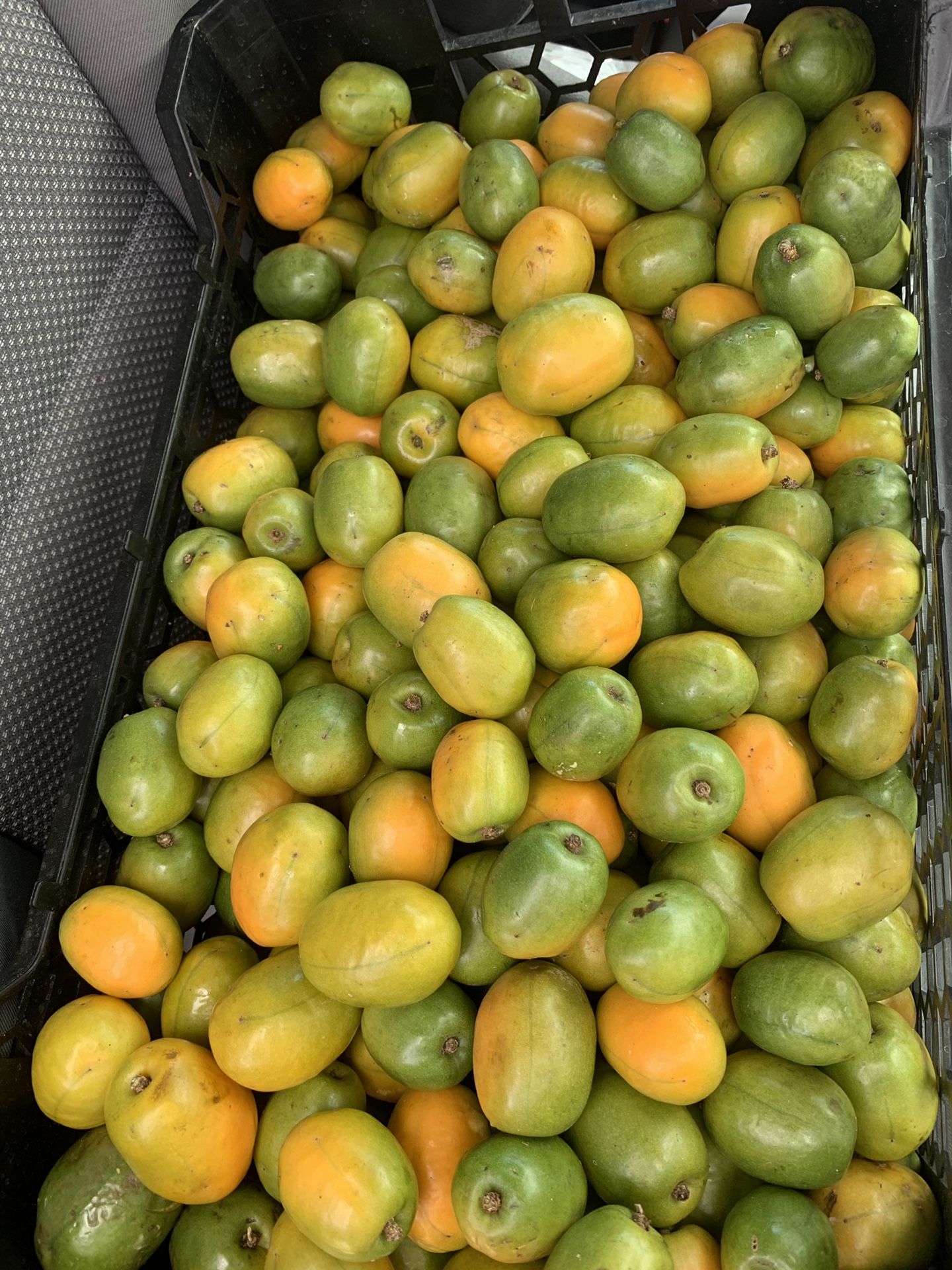 Jocote/ Ciruela / Siguelas/ SINIGUELAS