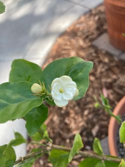 Arabian Jasmine Jasminum Sambac Fragrant Flower Plant in Terracotta Planter, Pikake Mogra Jazmin Arabe Sampaguita Melati Putih