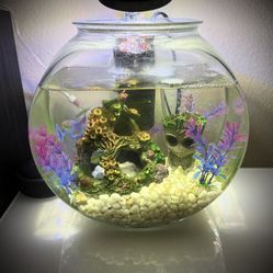 Fish Tank