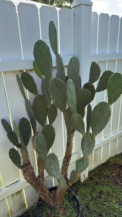 Prickly pear, cactus