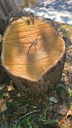A few trunks for proyects