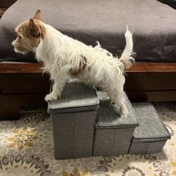 Pet Steps