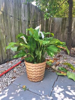 Shade Plant 🪴 For Sale