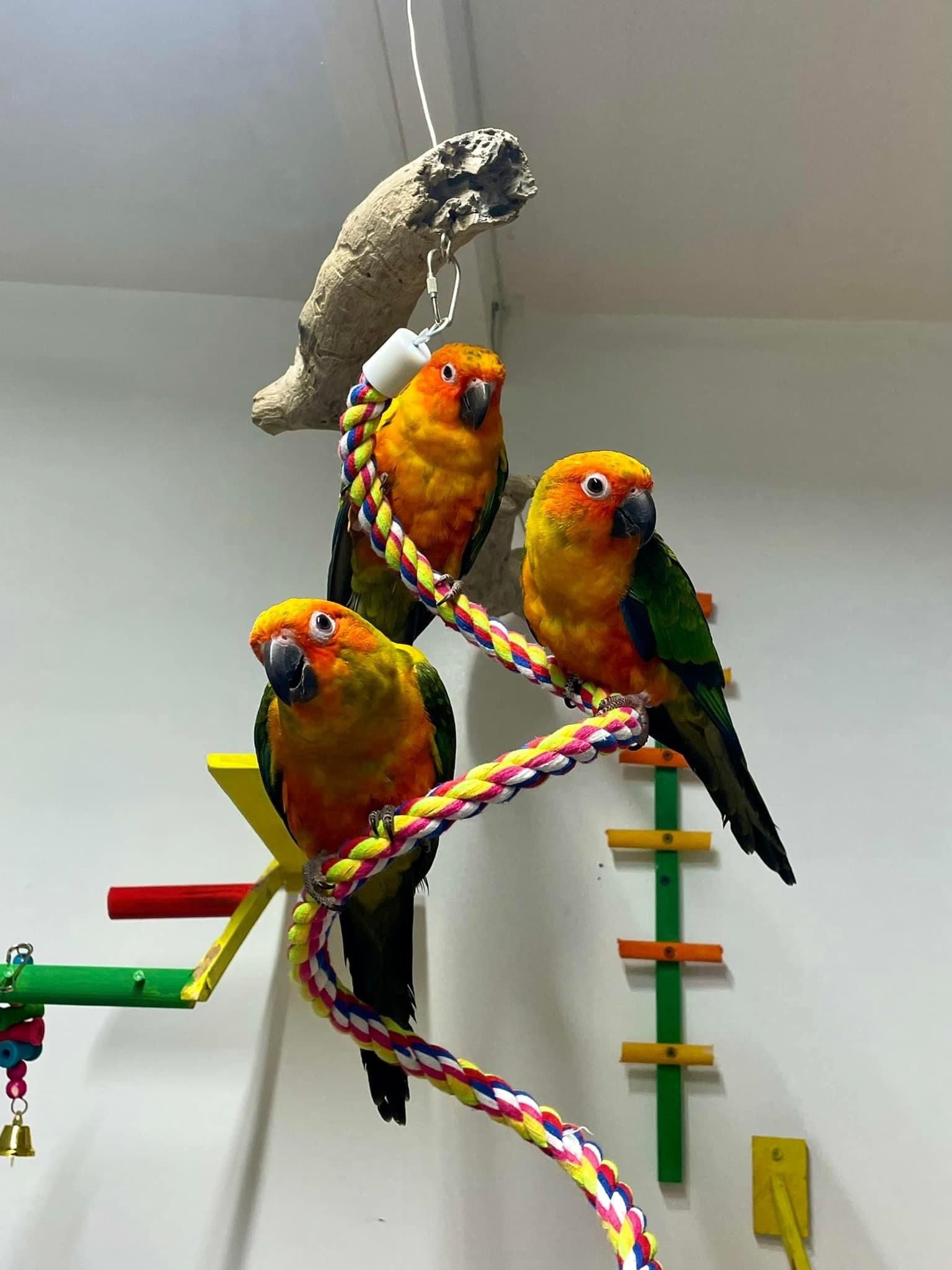 Babies Bird toys