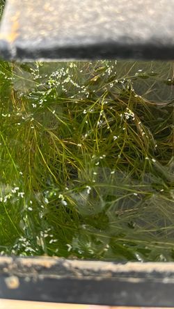 Guppy grass and Java moss