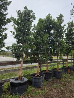 Arboles De Japanese Blueberry 45gallones 