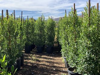 Ficus