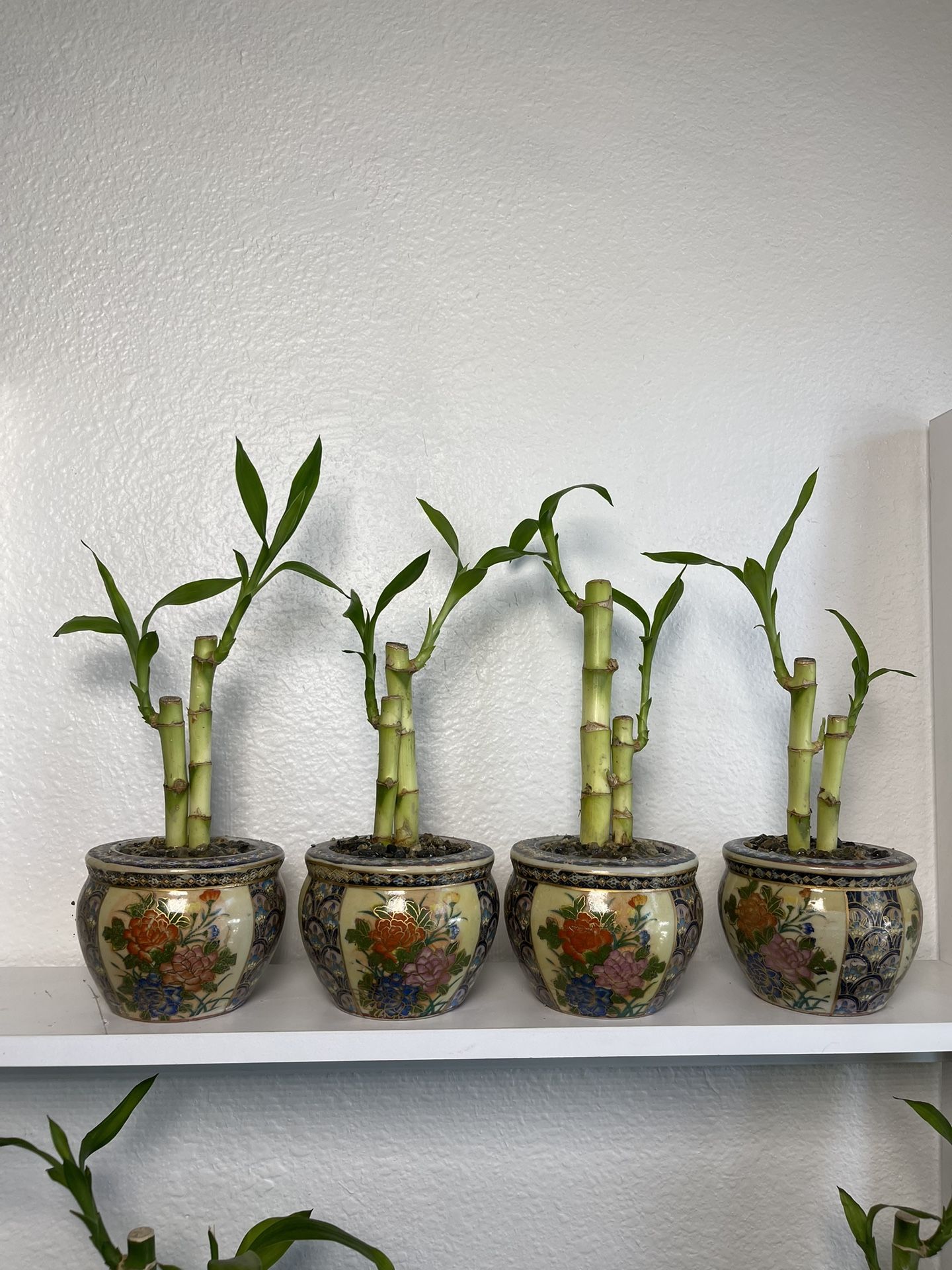 Lucky Bamboo Plants With Asian Vase $5 each