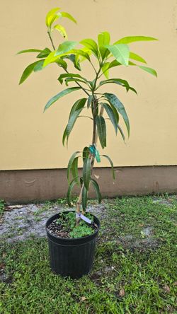 Purple Thai mango tree